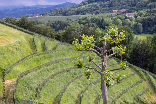 Obraz na płótnie plane tree in vineyard in Heimschuh, Kitzeck in southern Styria, Austria w salonie