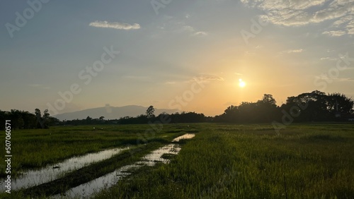 sunset over the rice field