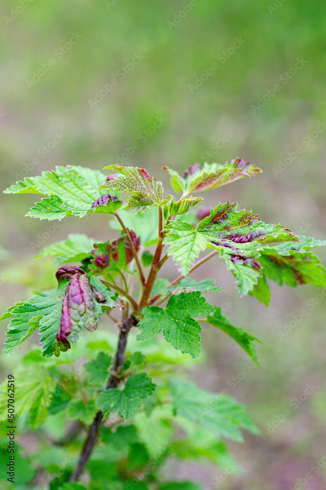Currant branch with leaves affected by gall aphids. Red spots on currant leaves close up. Vertical crop. Currant branch with leaves affected by gall aphids. Red spots on currant leaves close up. Vertical crop.
