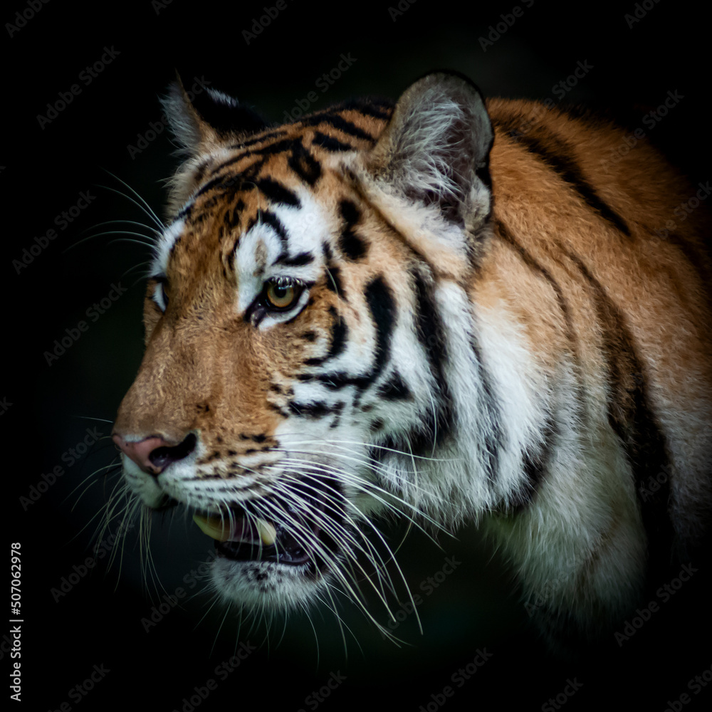 Fototapeta premium Tiger face on black background