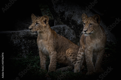 Two lion cubs were looking at something at dusk.