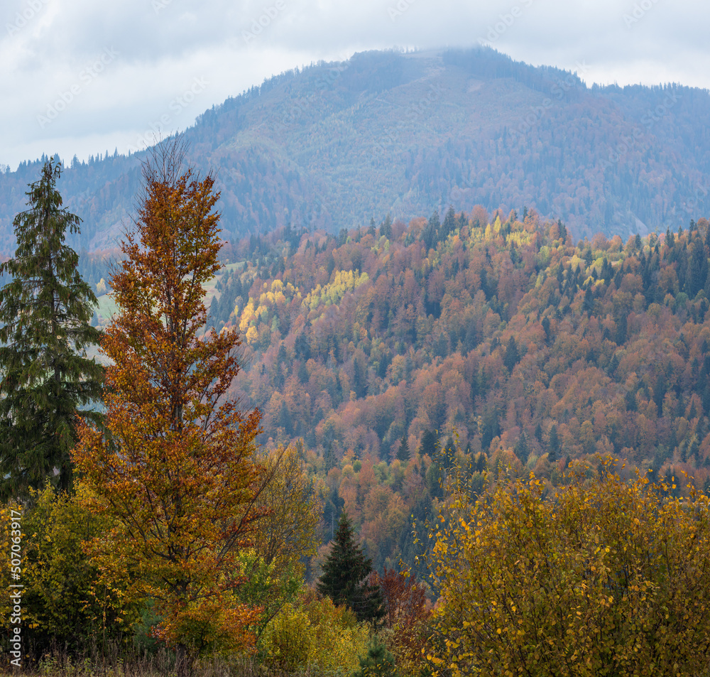 Cloudy and foggy day autumn mountains scene. Peaceful picturesque traveling, seasonal, nature and countryside beauty concept scene. Carpathian Mountains, Ukraine. Cloudy and foggy day autumn mountains scene. Peaceful picturesque traveling, seasonal, nature and countryside beauty concept scene. Carpathian Mountains, Ukraine.