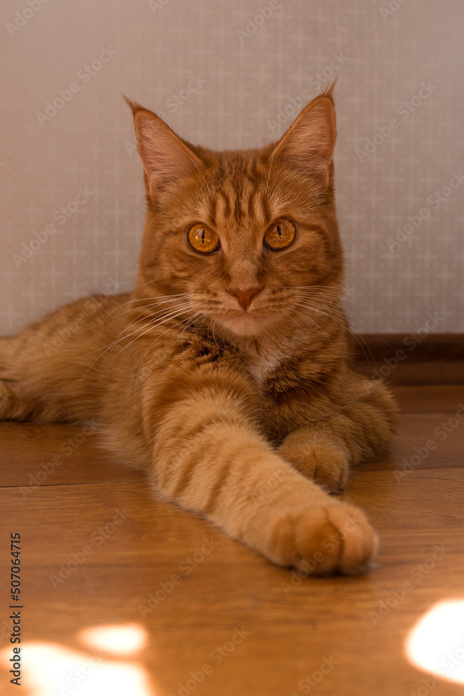 Portrait of a beautiful striped red-haired cat close-up. A big orange cat is sitting near the window. A calm Red cat sits on the windowsill. A pet enjoys the sun. Selective and soft focus Portrait of a beautiful striped red-haired cat close-up. A big orange cat is sitting near the window. A calm Red cat sits on the windowsill. A pet enjoys the sun. Selective and soft focus