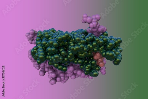 Three-dimensional structure of apopain with tetrapeptide aldehyde inhibitor. Rendering with differently colored protein chains based on protein data bank. 3d illustration photo