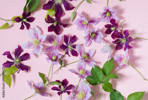 Lovely clematis flowers on a pink background.Copy space.