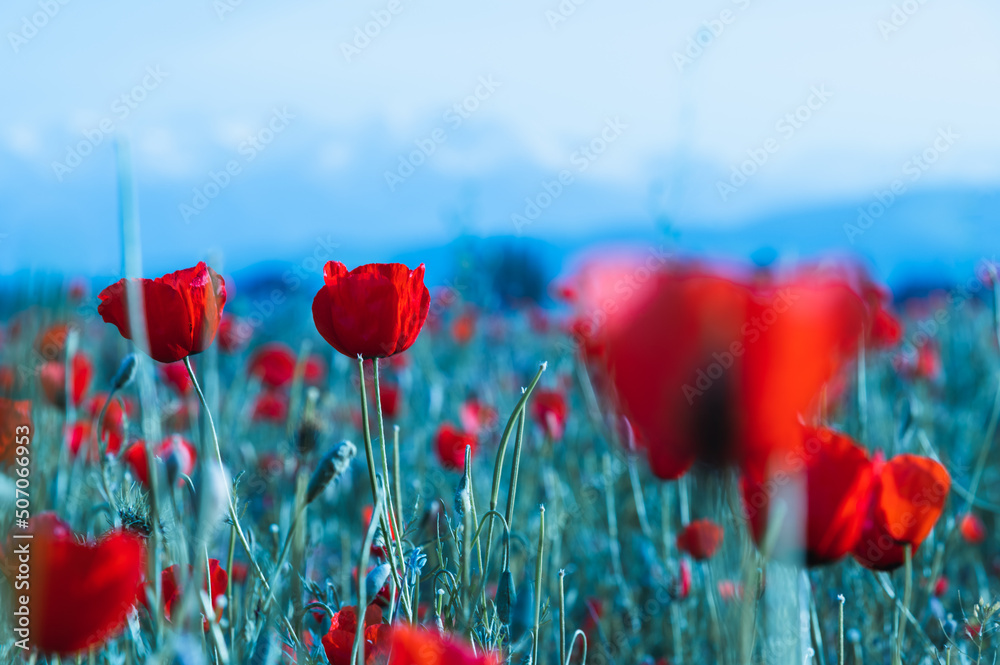 Field of red poppies. Spring flowering poppies. Selective focus.