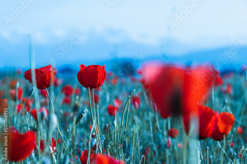 Field of red poppies. Spring flowering poppies. Selective focus.