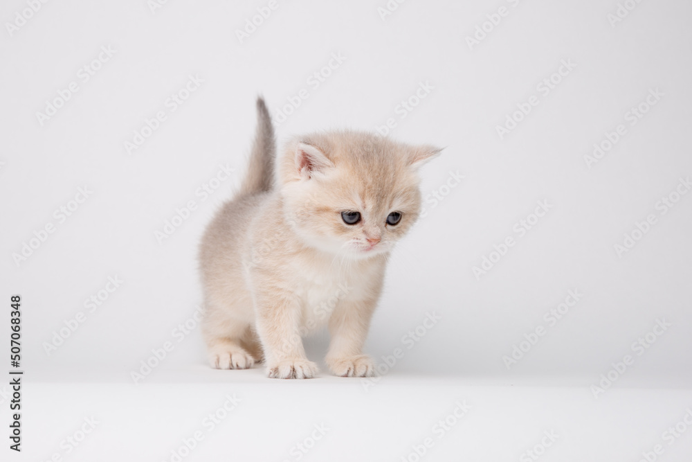 Small cute kitten Golden chinchilla British isolated on white background Small cute kitten Golden chinchilla British isolated on white background