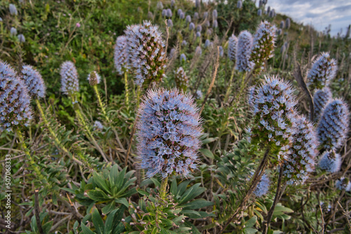 Boraginaceae  Echium flowers - the most spectacular plant of Madeira  Portugal