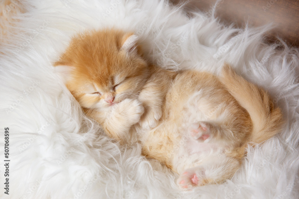 cute, funny little kitten is sleeping, lying on his back on a fur blanket cute, funny little kitten is sleeping, lying on his back on a fur blanket