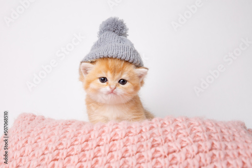 cute, funny little kitten in a knitted hat in a knitted plaid on a white background
