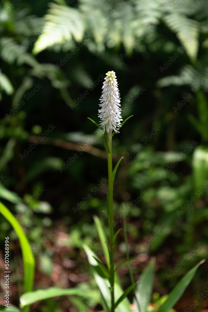 Chionographis japonica, little white flowers in the forest