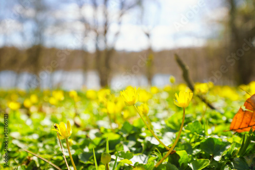 Fototapeta Naklejka Na Ścianę i Meble -  Yellow eranthis blooming in the sun