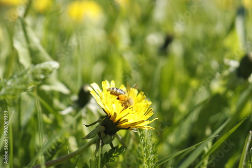 bee on dandelion in spring