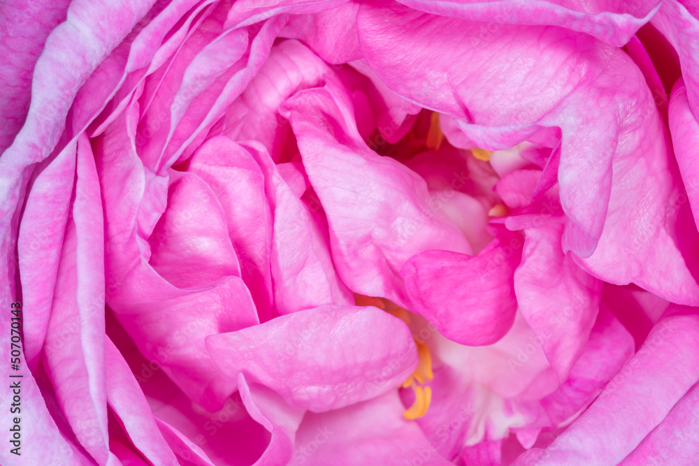 close up of pink rosa odorata close up of pink rosa odorata