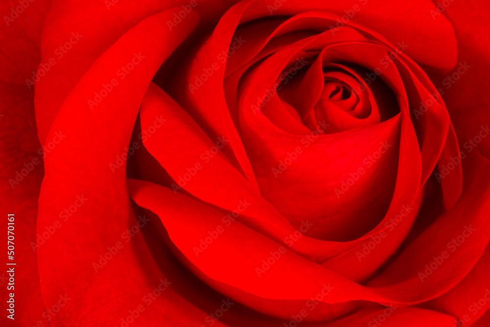 close up of beautiful dark red rose close up of beautiful dark red rose