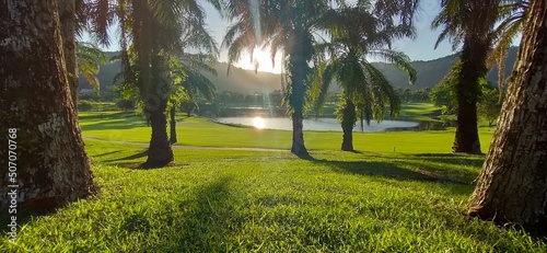 Palm trees in the sunshine