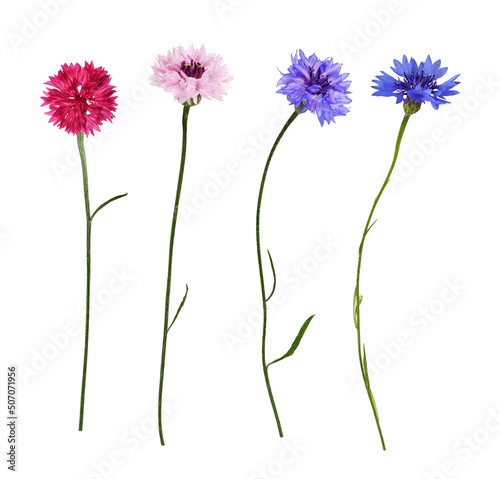 Set of blue, red and pink knapweed flowers isolated