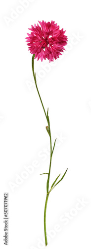 Red knapweed flower isolated