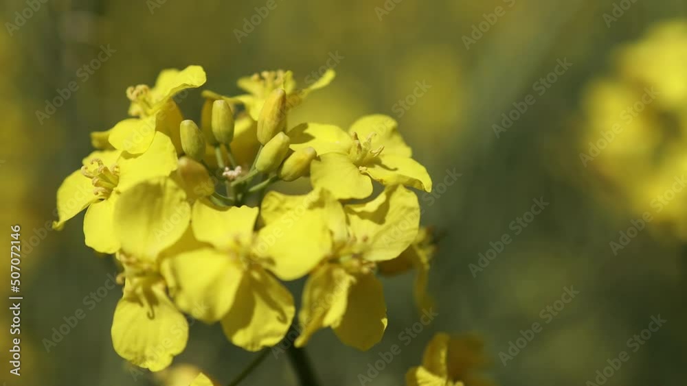 Close up blooming rapeseedin agricultural field. Rapeseed is grown for the production of animal feeds, vegetable oils and biodiesel. Close up blooming rapeseedin agricultural field. Rapeseed is grown for the production of animal feeds, vegetable oils and biodiesel.