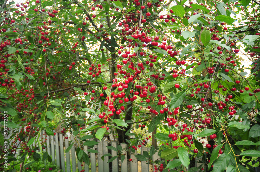 Garden cherry tree with many red cherry fruits growing near a house. Cherry tree harvest.