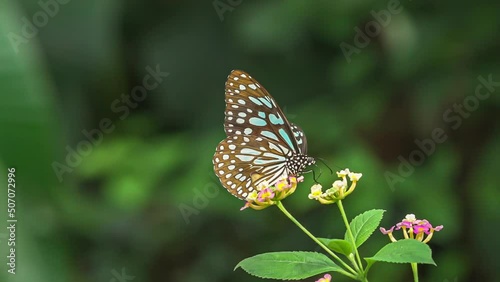 Butterfly sitting on blossom of pink flower in meadow. photo