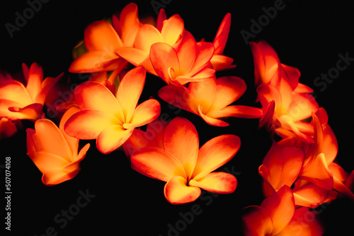 Freshly red colored frangipani flowers on a dark background.