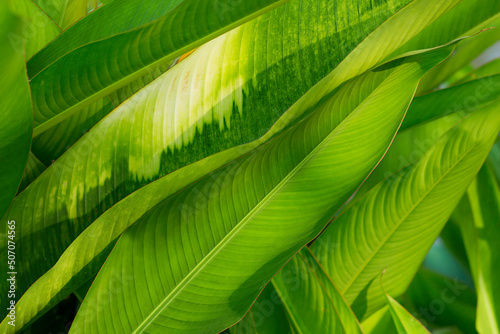 abstract green leaf texture, nature background, tropical leaf for natural background and wallpaper concept