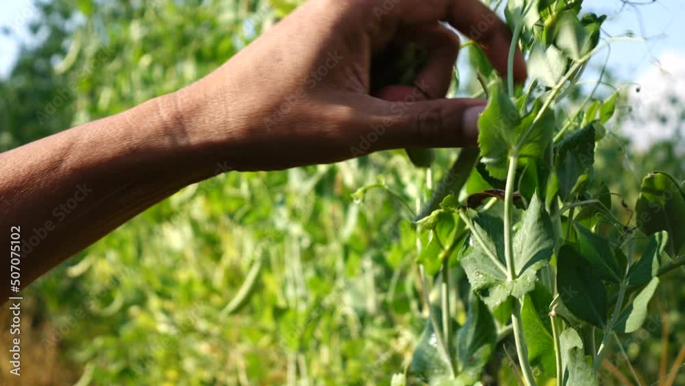 Close up hand gardeners collecting green peas Close up hand gardeners collecting green peas