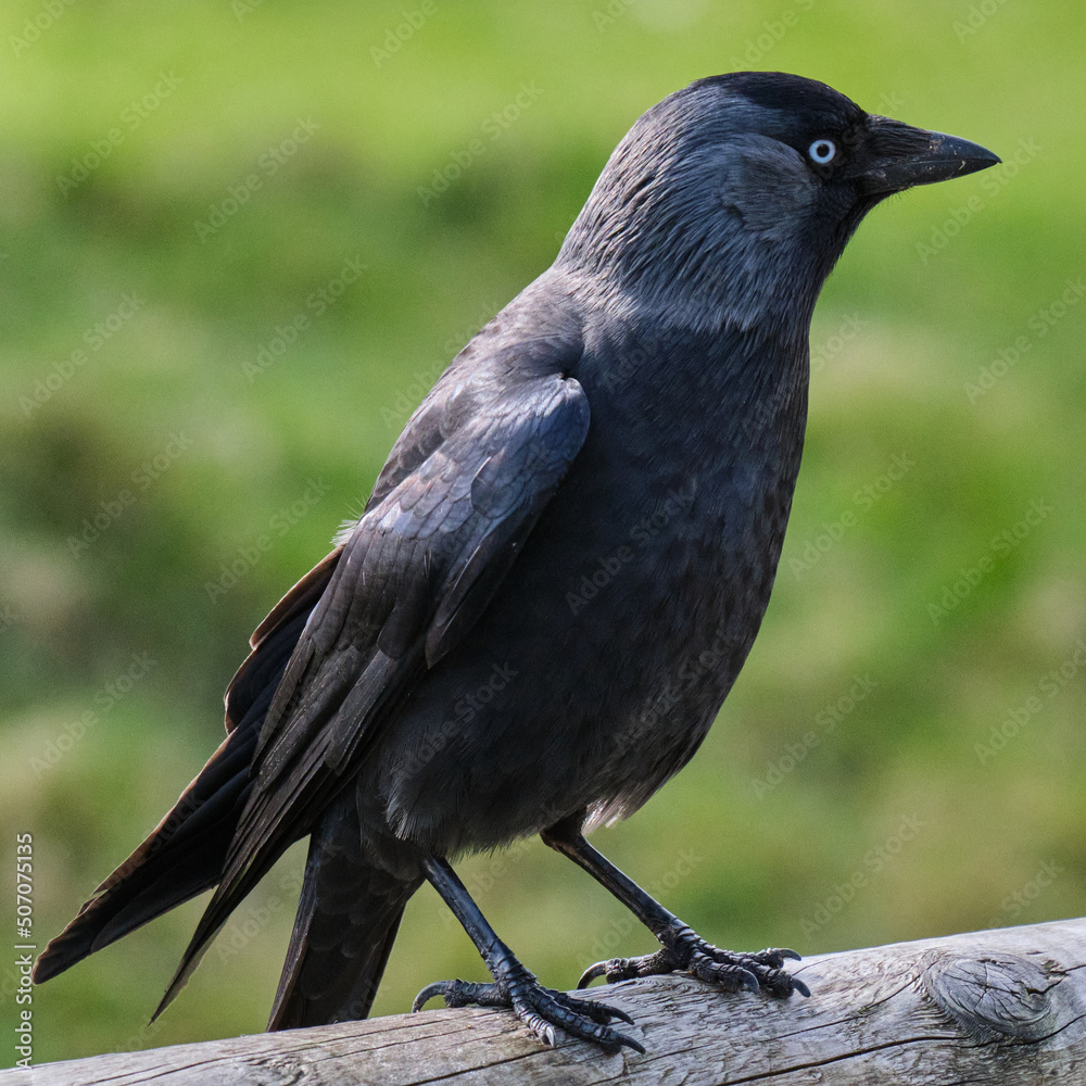 Fototapeta premium Western jackdaw (Coloeus monedula)