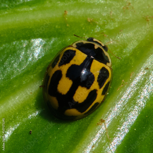 14-spotted ladybird (Propylea quatuordecimpunctata) photo