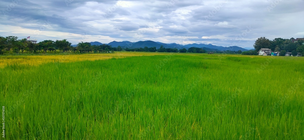 Obraz premium Rice field