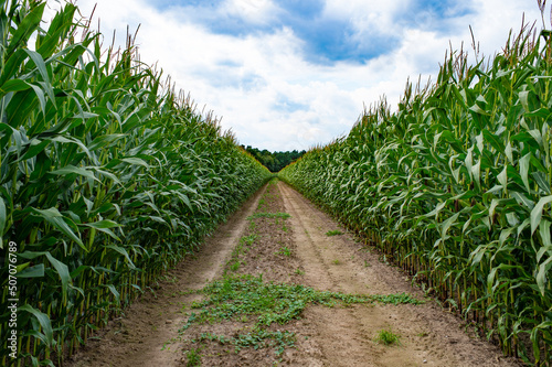 Fotobehang dirt path among green corn field countryside