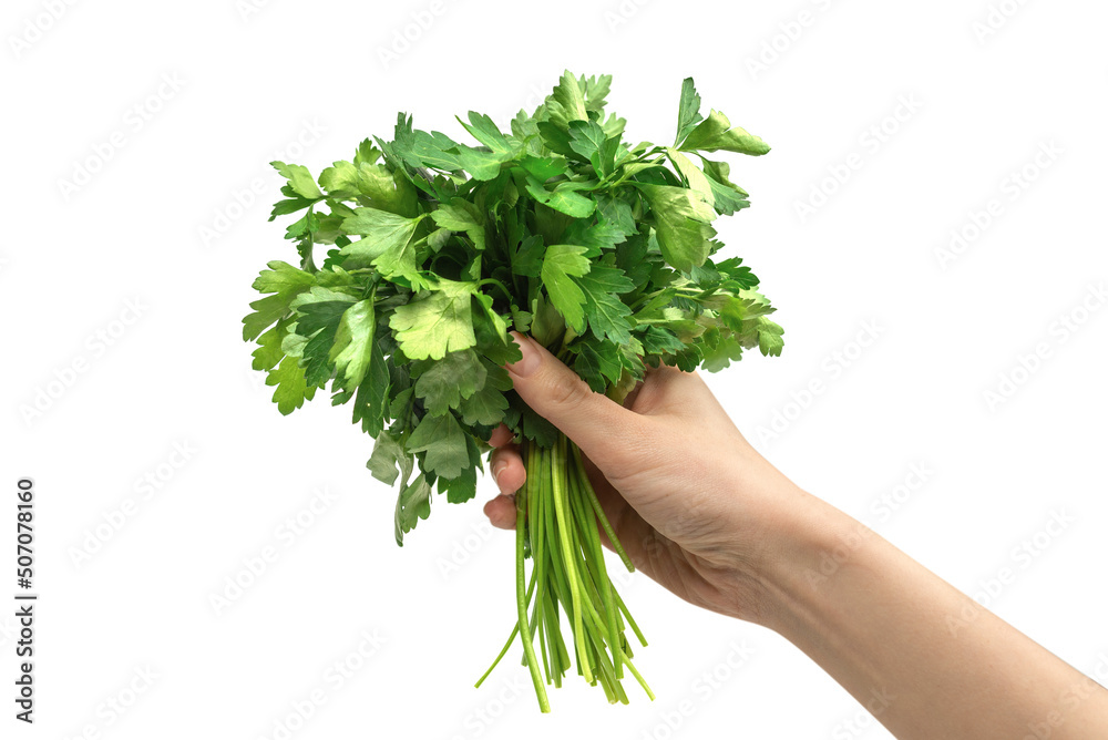 A bunch of parsley in woman hand isolated on white background. A bunch of parsley in woman hand isolated on white background.