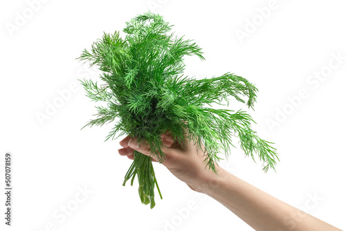 A bunch of dill in woman hand isolated on white background.