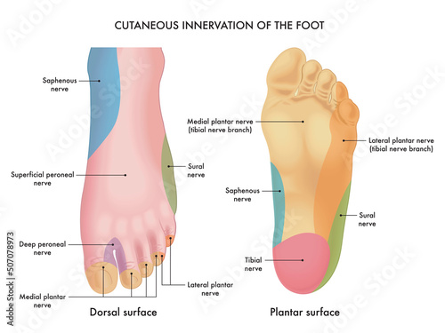 Medical illustration of  the cutaneous innervation of the foot, with annotations. photo