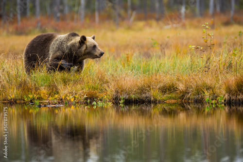 Brown bear in Kuusamo, Lapland, Finland