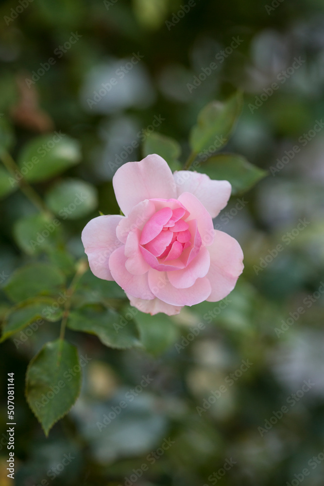 Perfect Pastel Pink Rose Close Up Perfect Pastel Pink Rose Close Up