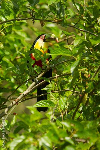 Tucano de bico verde