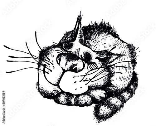 Funny cat sleeps, dreams and purrs. Illustration for a children's book, graphic sketch