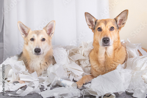 Two Bad Dogs in the middle of mess sitting and looking up on their owner