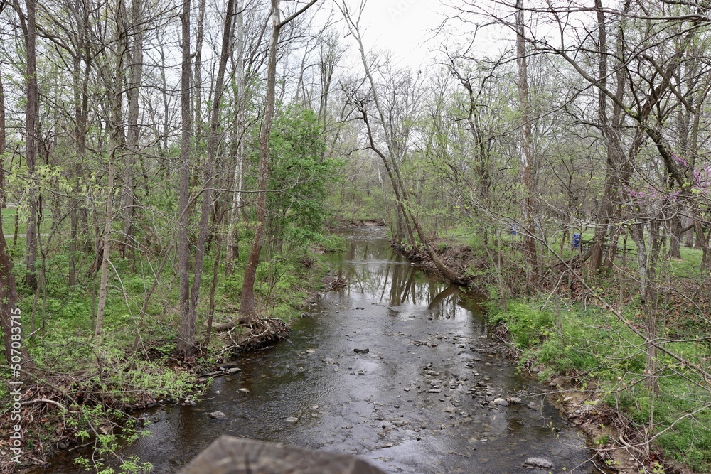 Obraz premium The peaceful flowing stream in the woods.