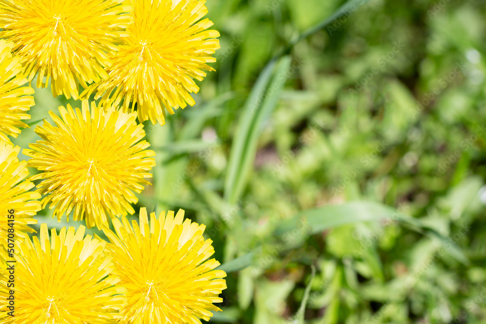 Yellow flowers of dandelion on a background of green grass. Place for text. Copy space. The lights of a sun. Top view. Yellow flowers of dandelion on a background of green grass. Place for text. Copy space. The lights of a sun. Top view.