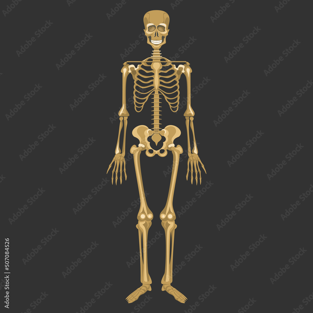 skeleton