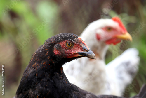 Chickens on a farm, black and white hens, poultry concept