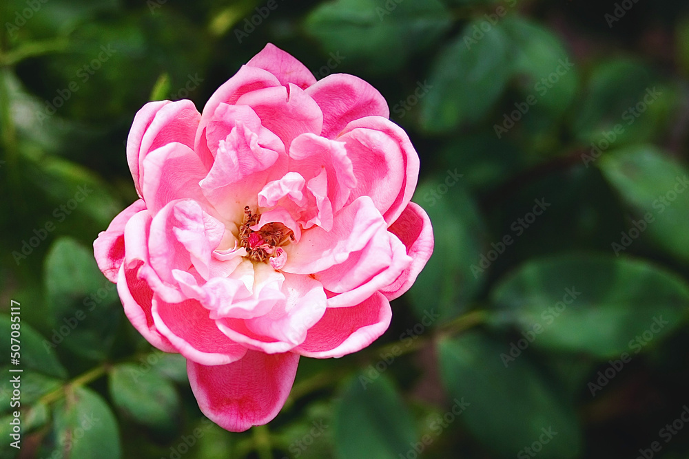 A beautiful pink and white rose. A beautiful pink and white rose.