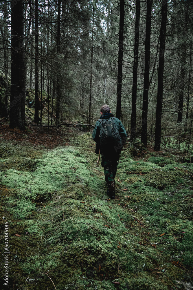 Moody forest trees in Norway