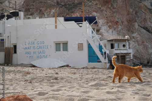 A beautiful slogan on the wall with a cat.  © BB705