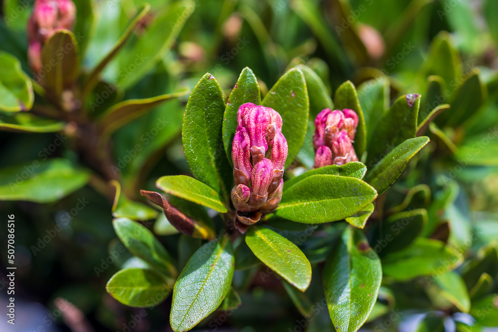 the pink bud of a alpine rose, Rhododendron hirsutum, in spring on the mountains the pink bud of a alpine rose, Rhododendron hirsutum, in spring on the mountains