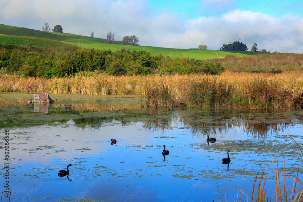 Black swans swimming on a lake in Pekapeka Regional Park, a wetland in the Hawke's Bay region, New Zealand